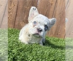 Small Photo #2 French Bulldog Puppy For Sale in WASHINGTON, DC, USA