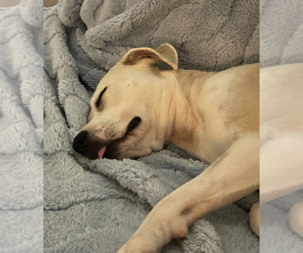 Medium Photo #5 Huskies -Labrador Retriever Mix Puppy For Sale in Holly Springs, NC, USA