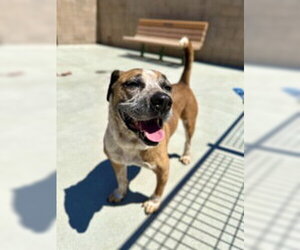 Mutt Dogs for adoption in Salinas, CA, USA