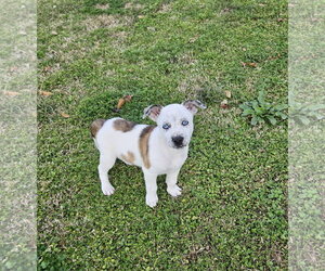 Wrangler - Male Mountain Cur-Unknown Mix Dog for Adoption - Photo #6