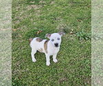 Small Photo #6 Mountain Cur-Unknown Mix Puppy For Sale in Oakhurst, NJ, USA