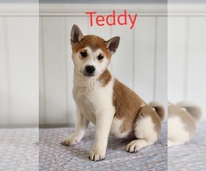 Shiba Inu Puppy for sale in ORWELL, OH, USA
