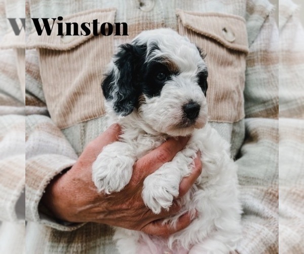 Medium Photo #1 Bernedoodle (Miniature) Puppy For Sale in AM FORK, UT, USA