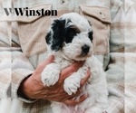 Small Photo #1 Bernedoodle (Miniature) Puppy For Sale in AM FORK, UT, USA