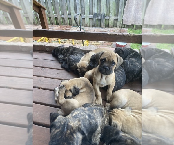 Medium Photo #17 Cane Corso Puppy For Sale in HERRIN, IL, USA