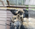 Small #16 Cane Corso