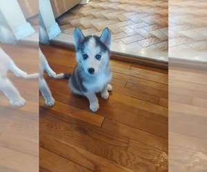 Siberian Husky Puppy for sale in MANHATTAN, NY, USA