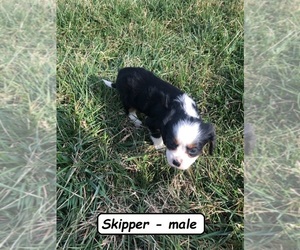 Australian Shepherd-Cavalier King Charles Spaniel Mix Puppy for Sale in HOPKINSVILLE, Kentucky USA