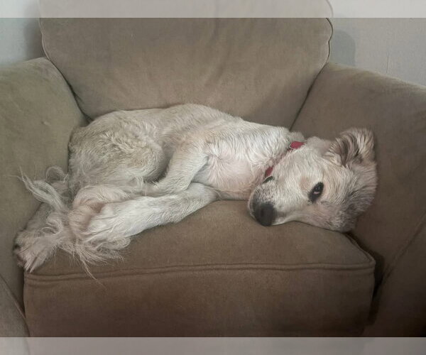 Medium Photo #6 Great Pyrenees-Unknown Mix Puppy For Sale in Germantown, OH, USA