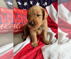 Golden Retriever Puppy for sale in KINGSPORT, TN, USA