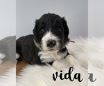 Small Photo #14 Bordoodle Puppy For Sale in CRESTON, OH, USA