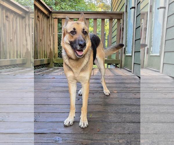 Medium Photo #3 German Shepherd Dog Puppy For Sale in Magnolia Springs, AL, USA