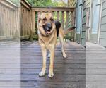Small #2 German Shepherd Dog