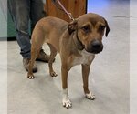 Small #1 German Shepherd Dog Mix