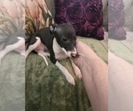 Small #1 Italian Greyhound