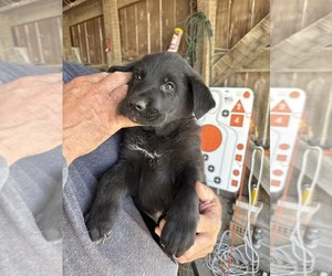 Shepradors Puppy for sale in HARPER, IA, USA