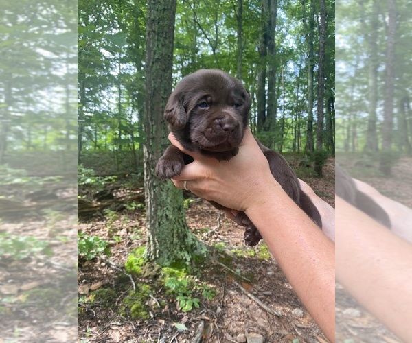 Medium Photo #2 Labrador Retriever Puppy For Sale in GLADSTONE, VA, USA