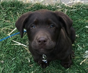 Labrador Retriever Puppy for sale in OLLIE, IA, USA