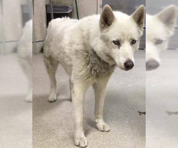 Medium Photo #1 Siberian Husky Puppy For Sale in Riverside, CA, USA