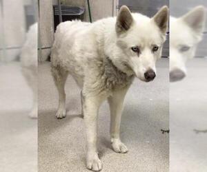 Siberian Husky Dogs for adoption in Riverside, CA, USA