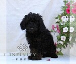 Small Cavapoo