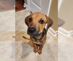 Small Photo #5 Labrador Retriever-Unknown Mix Puppy For Sale in Mooresville, NC, USA
