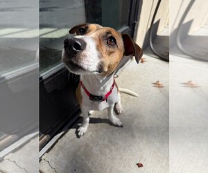 Jack Russell Terrier Dogs for adoption in Lancaster, PA, USA