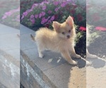 Small Photo #2 Pomeranian Puppy For Sale in CANOGA, NY, USA