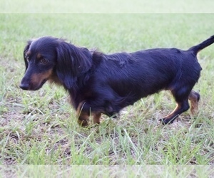 Mother of the Dachshund puppies born on 12/20/2023