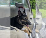 Small #4 German Shepherd Dog