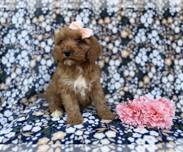 Medium Photo #4 Cavapoo (Miniature) Puppy For Sale in LAKELAND, FL, USA