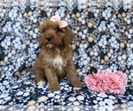 Small #3 Cavapoo (Miniature)