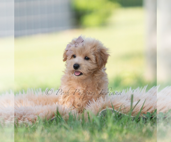 Medium Photo #54 Maltipoo (Miniature) Puppy For Sale in WARSAW, IN, USA