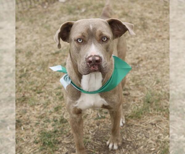 Medium Photo #1 American Staffordshire Terrier Puppy For Sale in San Antonio, TX, USA