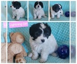 Puppy Lightning Miniature Australian Shepherd-Poodle (Toy) Mix