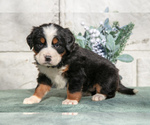 Small #1 Bernese Mountain Dog