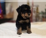 Small #2 Goldendoodle (Miniature)