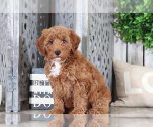 Aussie-Poo Puppy for sale in MOUNT VERNON, OH, USA