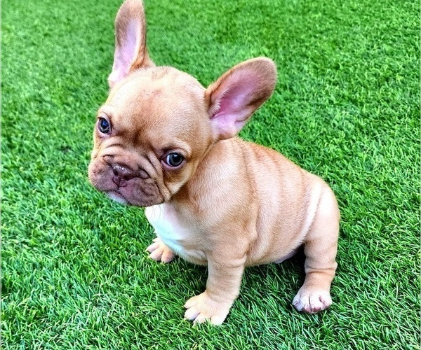 Medium Photo #6 French Bulldog Puppy For Sale in LAS VEGAS, NV, USA