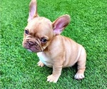Small #5 French Bulldog
