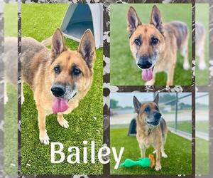 German Shepherd Dog-Unknown Mix Dogs for adoption in Pearland, TX, USA