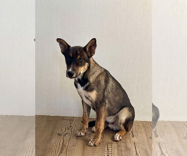 Medium Photo #2 German Shepherd Dog Puppy For Sale in Bolivar, MO, USA