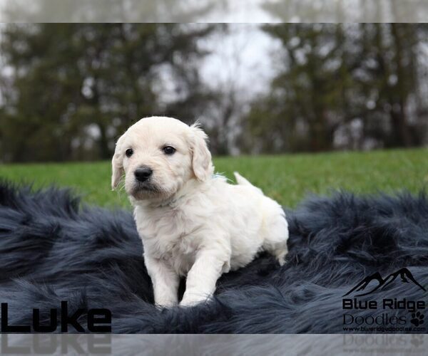 Medium Photo #13 Goldendoodle Puppy For Sale in COLONIAL HEIGHTS, TN, USA