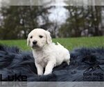 Small Photo #13 Goldendoodle Puppy For Sale in COLONIAL HEIGHTS, TN, USA