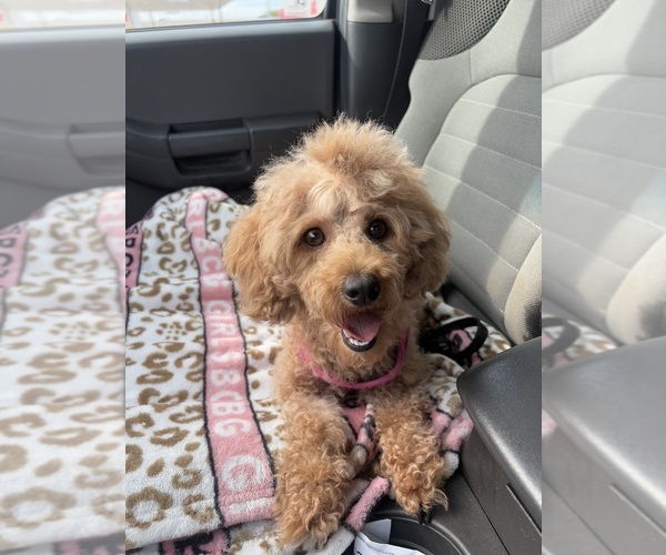 Medium Photo #1 Poodle (Miniature) Puppy For Sale in SAN ANTONIO, TX, USA