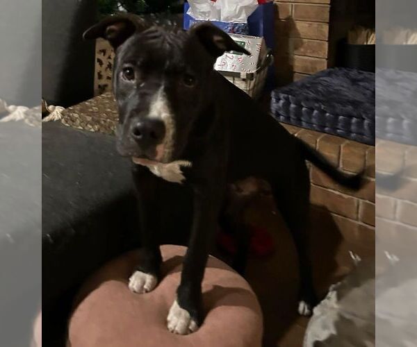 Medium Photo #31 American Pit Bull Terrier-Labrador Retriever Mix Puppy For Sale in OKLAHOMA CITY, OK, USA