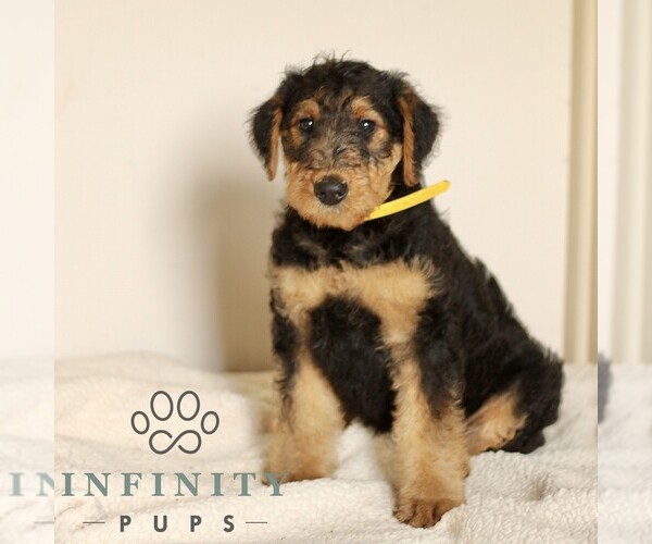 Medium Photo #1 Airedale Terrier Puppy For Sale in HOLTWOOD, PA, USA