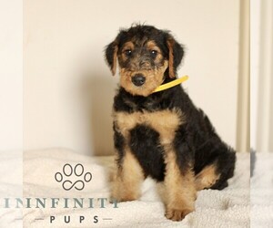 Airedale Terrier Puppy for sale in HOLTWOOD, PA, USA