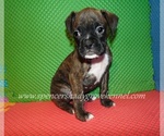 Small #2 Boxer