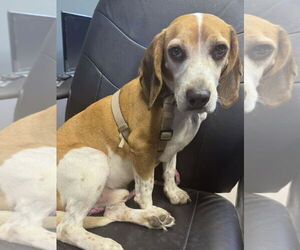 Beagle Dogs for adoption in Dunnellon, FL, USA